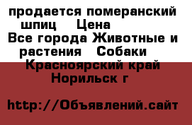продается померанский шпиц  › Цена ­ 35 000 - Все города Животные и растения » Собаки   . Красноярский край,Норильск г.